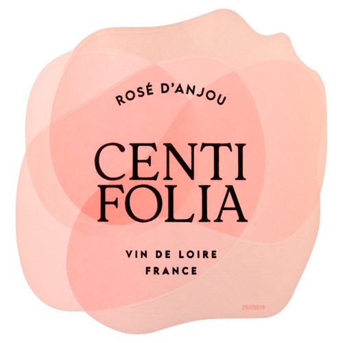 Centifolia Rose d'Anjou