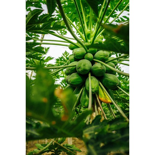 Bonnysa Extra Large Green Papaya