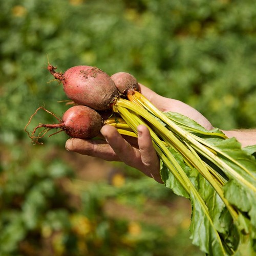 Natoora Organic British Badger Flame Beetroot