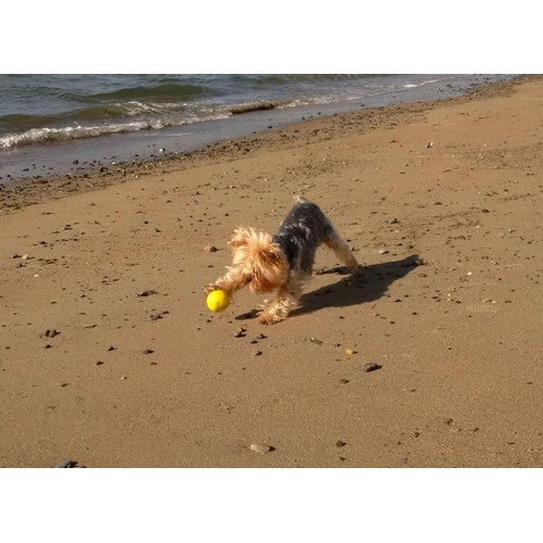 SportsPET High Bounce Ball For Pets, Dog Toy 6cm