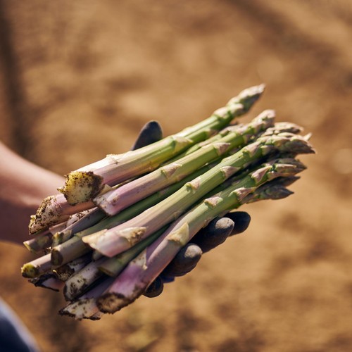 Barfoots Farming Forever Asparagus Spears