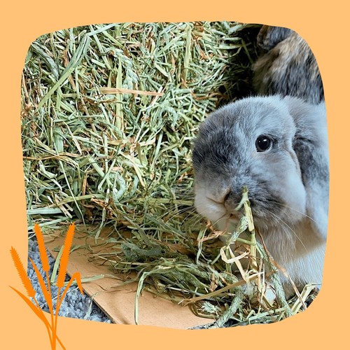 HayDay Tasty Timothy Feeding Hay