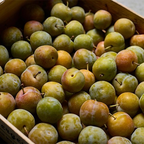 Natoora Sweet French Reine Claude Greengage Plums