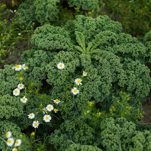 Natoora Organic British Green Kale
