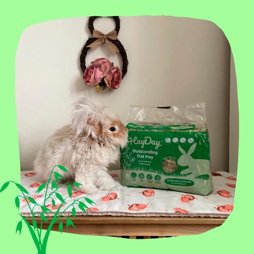 HayDay Outstanding Oat Hay