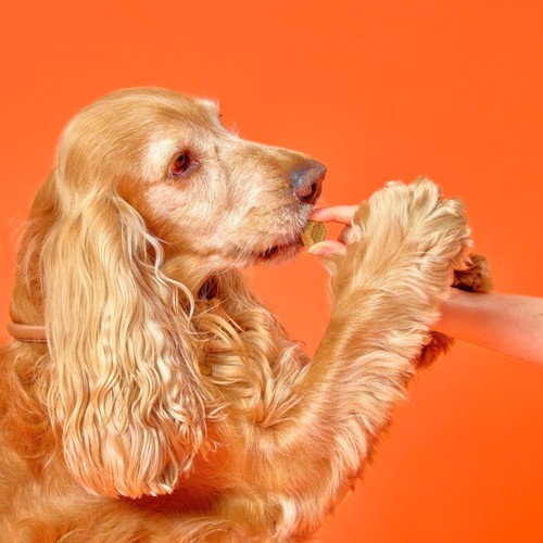 Marleybones Joint Supplement Chew