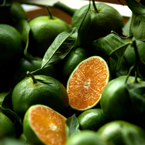 Natoora Italian Miyagawa Satsumas