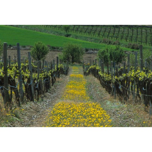 Vinas del Vero Coleccion Gewurztraminer Somontano