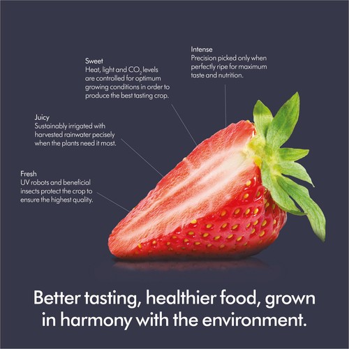 Dyson Farming British Strawberries