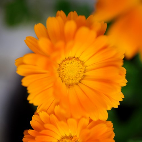 Weleda Calendula Cuts & Grazes Spray, Vegan
