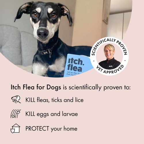 Itch Flea Medium Dog Spot-On Flea & Tick treatment (10-20kg)