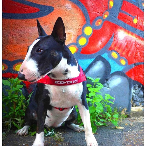 EzyDog Quick Fit Red Dog Harness Small
