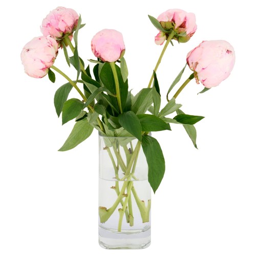 Pink Peonies