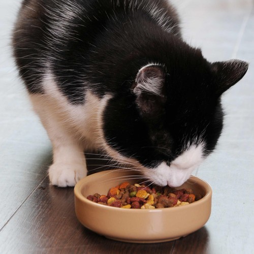 Mason Cash Cane Cat Saucer 13cm