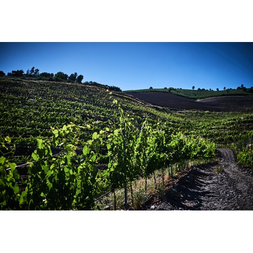 Cune Maruxa Godello