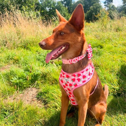 Cocopup London Pupberry Fields Dog Harness Extra Small