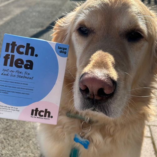 Itch Flea Spot On Solution For Large Dogs 4 Pack
