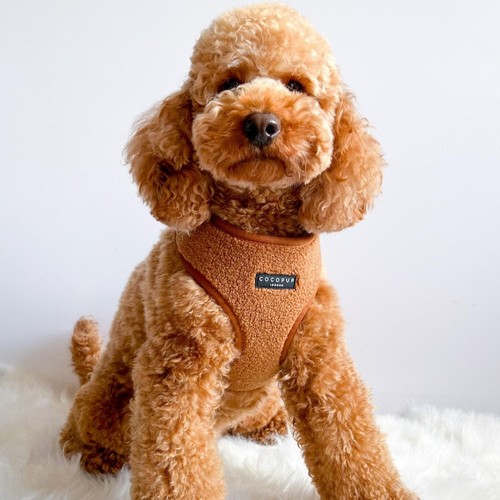 Cocopup London Paddington Teddy Dog Harness Extra Small