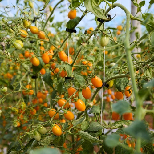 Natoora Sicilian Heritage Tomato Duo 