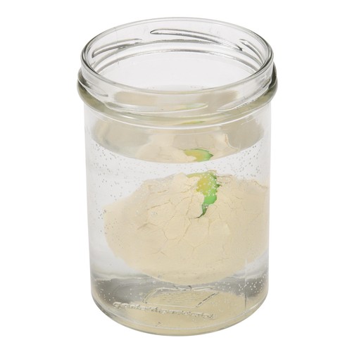 Hatch Your Own Dinosaur Egg