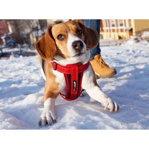 EzyDog Chest Plate Red Dog Harness Small