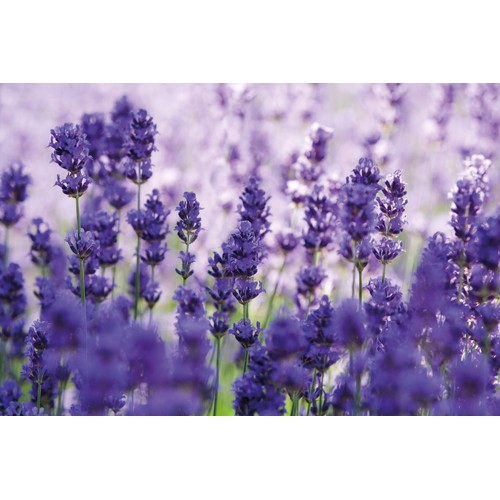 Weleda Lavender Relaxing Bath Milk, Lavender Bath Soak Natural Vegan