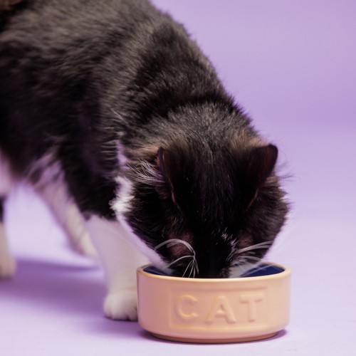 Mason Cash Cane/Blue Lettered Cat Bowl 13cm