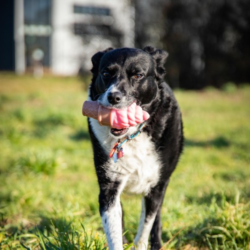 Rosewood Fill 'N' Freeze Icecream For Dogs