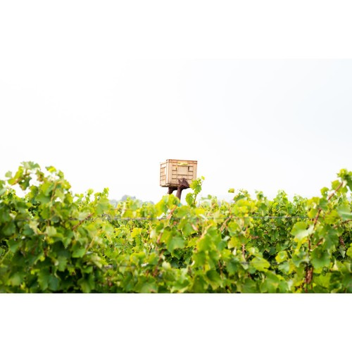 Babylonstoren Babel Red Blend