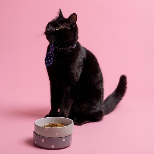 Mason Cash Polka Dot Grey 13cm Pet Bowl