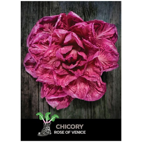 She Grows Veg Chicory Rose of Venice Seeds