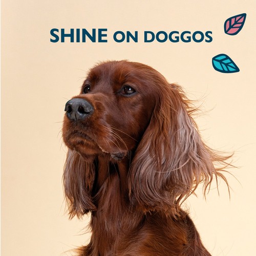 Lily's Kitchen Skin & Coat Supplement for Dogs