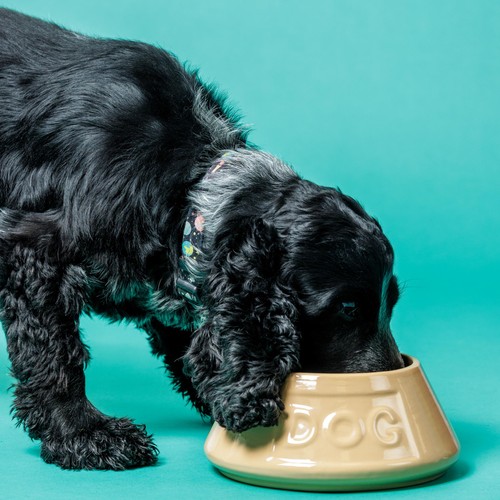 Mason Cash Lettered Dog Non Tip Bowl 21cm