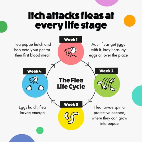 Itch Flea XL Dog Spot-On Flea & Tick treatment (40kg+)