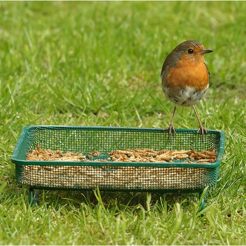 RSPB Mealworms