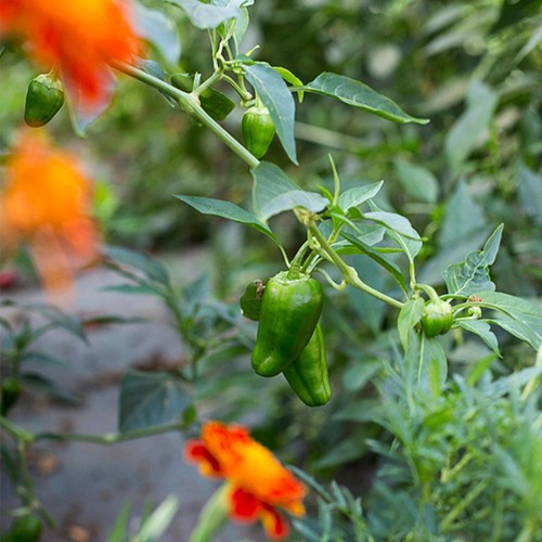Natoora Padron Style Peppers