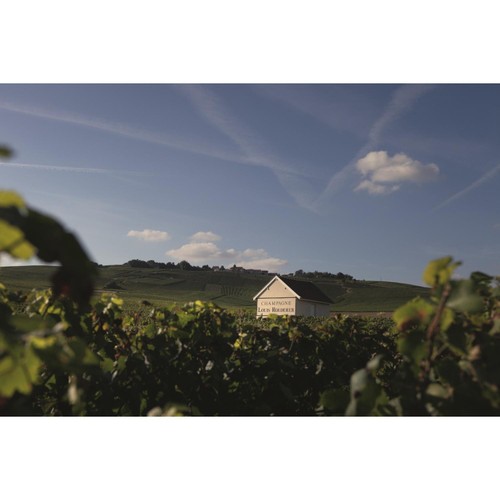 Louis Roederer Collection