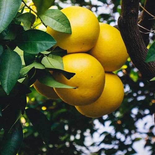 Natoora Organic Corsican Pink Grapefruit