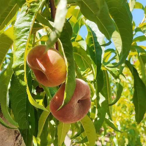 Natoora Spanish Flat White Peaches