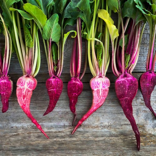 She Grows Veg Beetroot Red Toad Seeds
