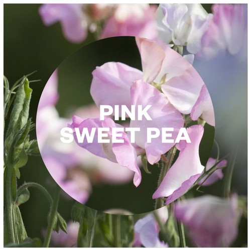 Airwick Pink Sweet Pea Freshmatic Refill