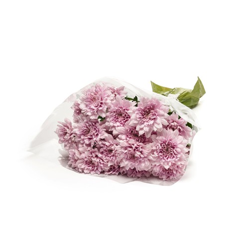 Spray Chrysanthemum
