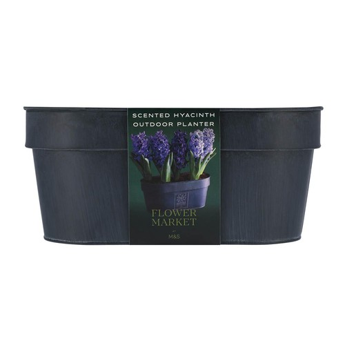 M&S Scented Hyacinth Planter