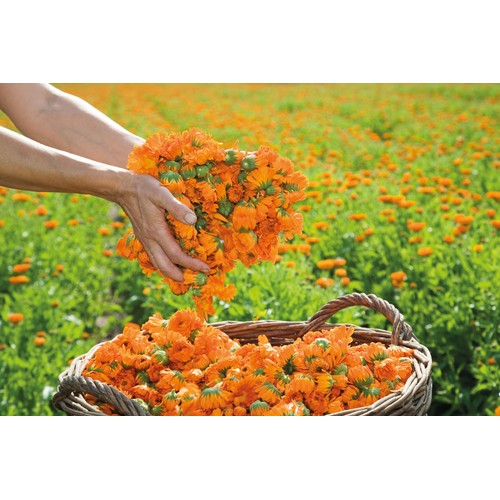 Weleda Calendula Cuts & Grazes Spray, Vegan