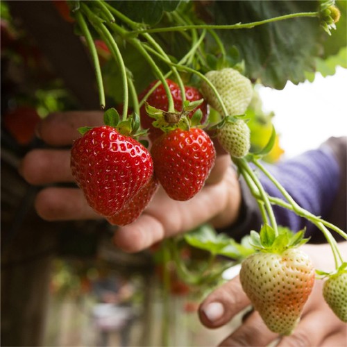 Berryworld British Strawberries XL
