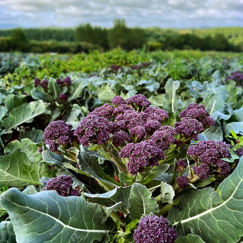 Natoora British Purple Sprouting Broccoli