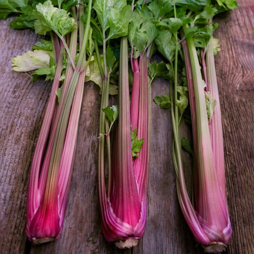 She Grows Veg Celery Blush Seeds