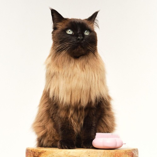 Pet Teezer Cat Brush Pink