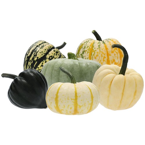 M&S Edible Squash (Variable)