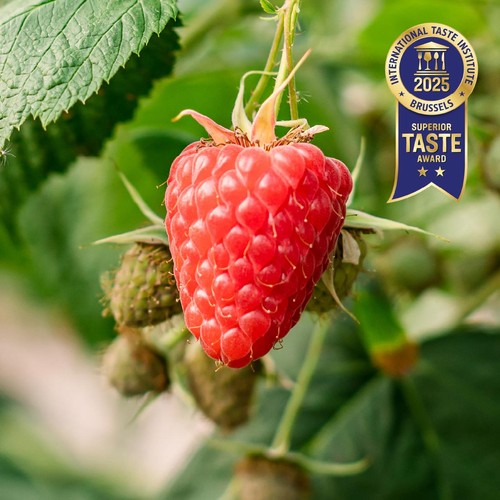 BerryWorld Organic Raspberries